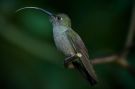 Sombre Hummingbird, Endemic, Brasilien 6. juli 2013 Foto: Mark Walker