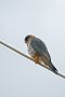 Red-footed Falcon, 2K han, Spain 8th of May 2013 Photo: Leif Høgh Olsen