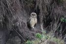 Short-eared Owl, Hunting voles, Ecuador 25th of November 2012 Photo: Morten Dehn