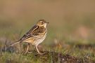 Red-throated Pipit, 1cy, Sweden 9th of September 2013 Photo: Daniel Pettersson