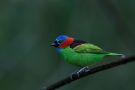 Red-necked Tanager, Brazil 15th of July 2013 Photo: Mark Walker
