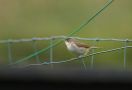 Blyth's Reed Warbler, Faeroes Islands 3rd of September 2013 Photo: Silas K.K. Olofson