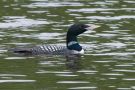 Yellow-billed Loon, Adamsii is the king!, Sweden 22nd of June 2013 Photo: David Andersson