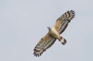 Crested Honey Buzzard, adult male (2cy+), China 17th of September 2013 Photo: Daniel Pettersson