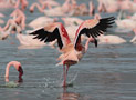 Lille Flamingo, Kunsten at gå på vandet, Kenya 26. juni 2011 Foto: Hans Henrik Larsen