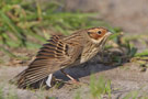 Little Bunting, Netherlands 3rd of October 2013 Photo: Arie Ouwerkerk