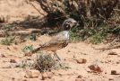 Thick-billed Lark, Morocco 6th of October 2013 Photo: Hamid Yadane