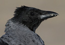 Hooded Crow, Close-up, Denmark 24th of September 2013 Photo: Hans Henrik Larsen