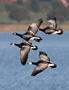Barnacle Goose, Denmark 6th of October 2013 Photo: Hans Henrik Larsen