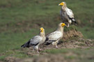Egyptian Vulture, India 25th of November 2012 Photo: Niels Poul Dreyer