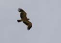 Spanish Imperial Eagle, 2cy, Spain 8th of May 2013 Photo: Nis Lundmark Jensen
