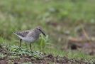 White-rumped Sandpiper, 1cy, Azores 14th of October 2013 Photo: Mikkel Holck
