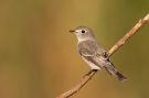 Asian Brown Flycatcher, China 13th of October 2013 Photo: Daniel Pettersson