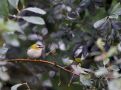Common Firecrest, One of four birds found during FT13 by the latinos, Denmark 15th of October 2013 Photo: Ole Zoltan Göller