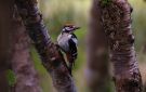 Great Spotted Woodpecker, Faeroes Islands 19th of September 2013 Photo: Silas K.K. Olofson