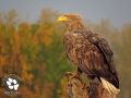 White-tailed Eagle, Romania 13th of October 2013 Photo: Luca Boscain