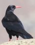 Red-billed Chough, India 30th of October 2013 Photo: Paul Patrick Cullen