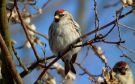 Common Redpoll, Denmark 7th of March 2011 Photo: Anders Jensen