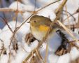 Red-flanked Bluetail, In the swedish winter, Sweden 9th of January 2010 Photo: David Andersson