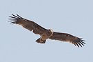 Greater Spotted Eagle, United Arab Emirates 30th of March 2013 Photo: Helge Sørensen