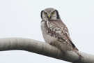 Northern Hawk-owl, Netherlands 28th of November 2013 Photo: Arie Ouwerkerk