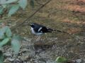 Slaty-backed Forktail  (Enicurus schistaceus), China 26th of May 2013 Photo: Jens Thalund