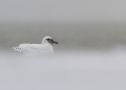 Ivory Gull, The ghost from the Arctic, Sweden 8th of December 2013 Photo: Johannes Rydström