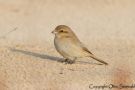 Isabelline Shrike, Daurian Shrike, Qatar 23rd of November 2013 Photo: Otto Samwald
