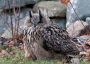 Eurasian Eagle-Owl, Close-up, Sweden 6th of December 2013 Photo: David Andersson