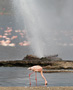 Lille Flamingo, Med naturens springvand i baggrunden, Kenya 26. juni 2011 Foto: Hans Henrik Larsen