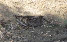 Pin-tailed Snipe, Oman 3rd of November 2013 Photo: Jens Thalund