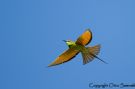 Arabian Green Bee-eater, Myanmar 16th of November 2013 Photo: Otto Samwald
