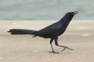 Great-tailed Grackle; Quiscalus mexicanus; male, USA 19. marts 2013 Foto: Jakob Ugelvig Christiansen