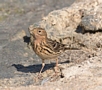 Red-throated Pipit, Israel 29th of March 2013 Photo: Eva Foss Henriksen