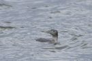 Yellow-billed Loon, 1cy, Poland 29th of December 2013 Photo: Marcin Solowiej