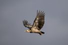 Griffon Vulture, In flight, Germany 5th of January 2014 Photo: Johannes Ferdinand