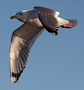 Caspian Gull, Ad. sodr. Med synlig over- og underside på vingen., Denmark 12th of January 2014 Photo: Hans Henrik Larsen