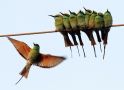 Arabian Green Bee-eater, India 16th of January 2014 Photo: Paul Patrick Cullen
