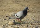Rock Dove, Oman 5th of November 2013 Photo: Jens Thalund
