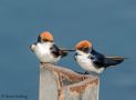 Wire-tailed Swallow, Namibia 23rd of July 2013 Photo: Søren  Vinding