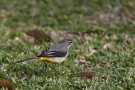 Grey Wagtail, Portugal 25th of January 2014 Photo: Steen E. Jensen