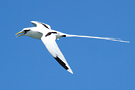 White-tailed Tropicbird, Mauritius 9th of January 2014 Photo: Simon Berg Pedersen