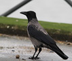 Hooded Crow x Carrion Crow, Denmark 20th of February 2014 Photo: Hans Henrik Larsen