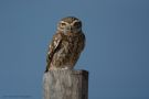 Little Owl, Morocco 8th of February 2014 Photo: Mark Walker