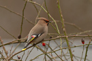 Bohemian Waxwing, Denmark 22nd of February 2014 Photo: Claus Halkjær