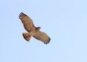 Short-toed Snake Eagle, India 12th of December 2013 Photo: Paul Patrick Cullen