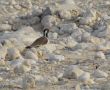 Red-wattled Lapwing, 1K/1cy, Oman 8th of November 2013 Photo: Jens Thalund