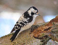 Lesser Spotted Woodpecker, Koncentreret om sin fødesøgning, Denmark 15th of March 2014 Photo: Axel Mortensen