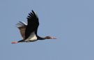 Black Stork, Med afvigende yderste håndsvingfjer, Israel 11th of February 2014 Photo: Ib Jensen