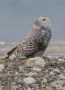 Snowy Owl, Sneugle nr. 2 ved Hanstholm, Denmark 28th of March 2014 Photo: Lauge Fastrup